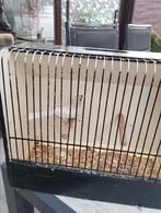 Roodmus pop opaal 2025, Dieren en Toebehoren, Geringd