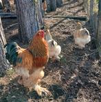 Broedeieren brahma groothoender buff zwart/blauw !