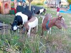 Boerenbonte geit BOK, Dieren en Toebehoren, Schapen, Geiten en Varkens, Geit