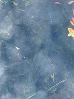 Steur 1,25m, Dieren en Toebehoren, Vissen | Vijvervissen, Steur