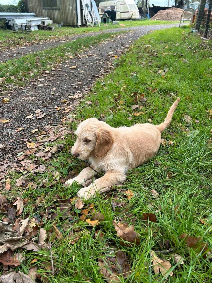 Mooie goldendoodle pup!, Dieren en Toebehoren, Honden | Retrievers, Spaniëls en Waterhonden, Reu, Golden retriever, Fokker | Professioneel