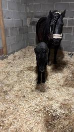 Mega kindvriendelijke en lieve 9 jarige Shetlander + veulen, Dieren en Toebehoren, Pony's, Merrie, Gechipt, A pony (tot 1.17m)