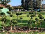 Buxus in snoeivorm allerhande, Tuin en Terras, Ophalen