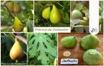 PLANTS DE FIGUES PRECOCE DE DALMATIA Une des meilleurs, Plein soleil, Enlèvement ou Envoi, Ne fleurit pas, Plantes fruitières