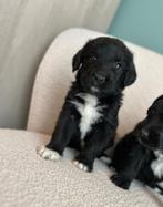 Medium Labradoodle pups (Labrador x Poedel), Dieren en Toebehoren, Poedel, België, CDV (hondenziekte), 8 tot 15 weken