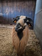 Kameroen schaap dekbok, Dieren en Toebehoren, Schaap