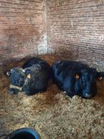 2 laagbenige dexter koeien te koop, Dieren en Toebehoren, Runderen