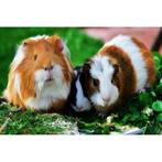 GEZOCHT volwassen cavia zuigjes, November, Vrouwelijk, Cavia