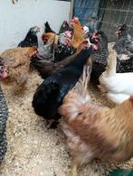 pondeurs colorants - maranas, crème, legbar, araucana 5+1, Femelle, Poule ou poulet