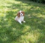 Prachtige cavalier king charles pups van geteste ouders, Dieren en Toebehoren, Honden | Retrievers, Spaniëls en Waterhonden, België