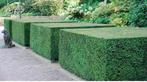 Hagen scheren regio Opwijk ,  Dendermonde , Aalst , Lebbeke, Tuin en Terras, Planten | Struiken en Hagen, Ophalen of Verzenden