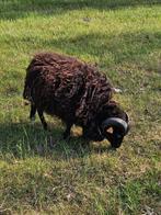 Ouessant jonge  ram 1 a 2 jaar, Dieren en Toebehoren, Schapen, Geiten en Varkens