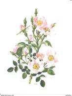 artis-historia Les Roses I :  compleet met jacquette- prima, Ophalen of Verzenden, Zo goed als nieuw, Plaatjesalbum