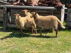 Ardense voskop ram lammetjes van 2025, Mannelijk, Schaap, 0 tot 2 jaar