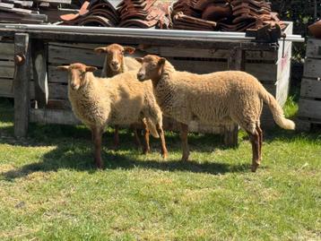 Ardense voskop ram lammetjes van 2025, Mâle, Mouton, 0 à 2 ans