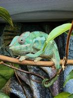 Kameleon, Hagedis, 0 tot 2 jaar