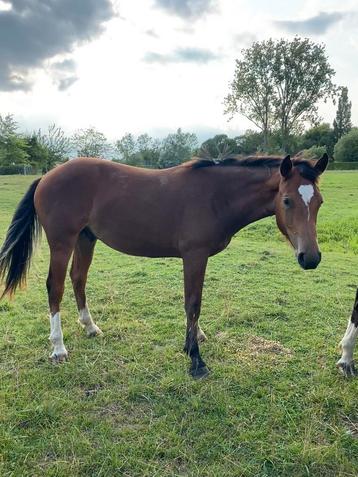 Franches-Montagnes, Freiberger, Hongre, Vermifugé, 0 à 2 ans