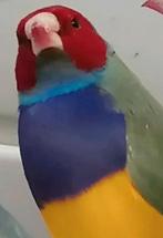 Pastelblauwe drager van Diamant de Goulds voor mannen, Dieren en Toebehoren, Vogels | Overige Vogels, Mannelijk