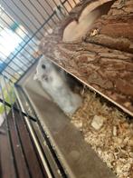Russische dwerghamster + kooi, Ophalen, Zo goed als nieuw, Kooi, Hamster