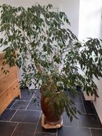 Ficus, Huis en Inrichting, Kamerplanten, Ficus, Ophalen