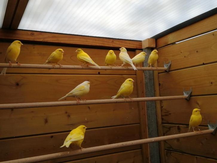 Forse kanariekoppels - gele en groene - winterhard !, Dieren en Toebehoren, Vogels | Kanaries