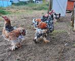 Brahma hanen Porselein, Dieren en Toebehoren