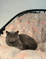 Britse korthaar kater blauw met stamboom, Dieren en Toebehoren, Kater, Gechipt