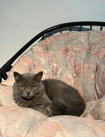 Britse korthaar kater blauw met stamboom beschikbaar voor biedingen