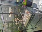 Te koop vogelkooi, Dieren en Toebehoren, Vogels | Hokken en Kooien, Ophalen, Zo goed als nieuw, Vogelkooi