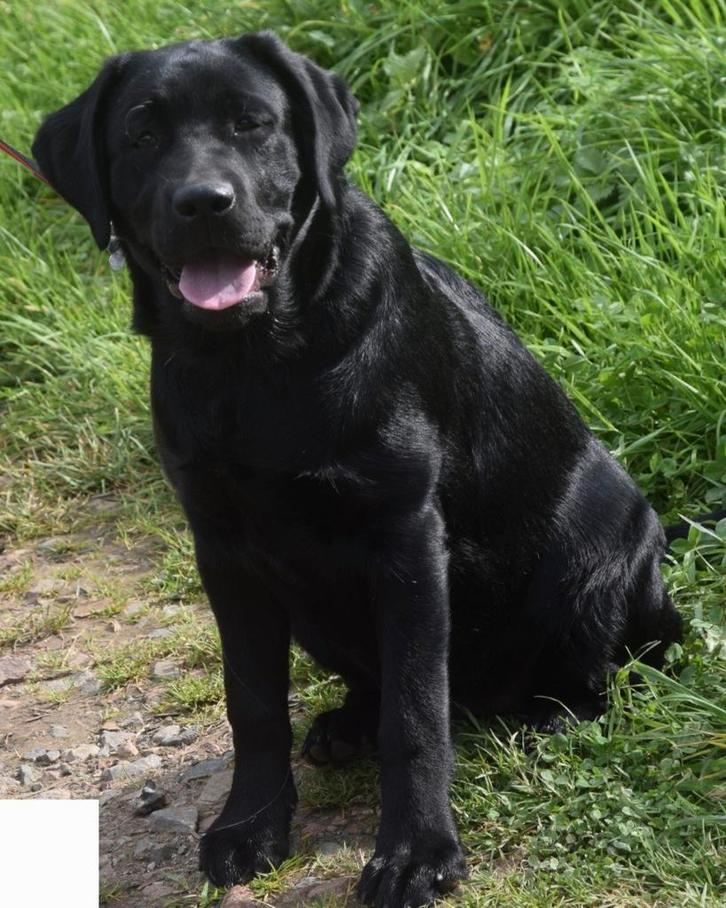 Dog-sitting et promenade, Diensten en Vakmensen, Dieren | Honden | Verzorging, Oppas en Les, Pension of Dagopvang, Uitlaatservice