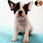 Prachtige Franse Bulldog-puppy’s te koop, Dieren en Toebehoren, België, CDV (hondenziekte), 8 tot 15 weken, Meerdere