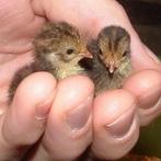 Cailles japonaises, poussins d'un jour