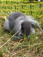 Konijnen, Dieren en Toebehoren, Meerdere dieren, Middelgroot, Hangoor, 0 tot 2 jaar