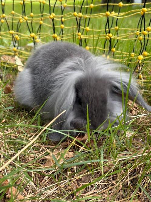 Konijnen, Dieren en Toebehoren, Konijnen, Middelgroot, Meerdere dieren, 0 tot 2 jaar, Hangoor