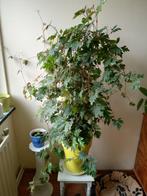 Rhoicissus plant, Ophalen