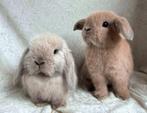 2 Prachtig mooie super lieve handtamme Minilop konijntjes, Dieren en Toebehoren, Konijnen, Meerdere dieren, Klein, Hangoor, 0 tot 2 jaar
