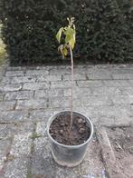 sering donker paars, Tuin en Terras, Ophalen of Verzenden