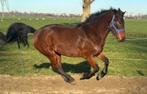Mega connemara merrie met top pedigree! potentie in sport!, Dieren en Toebehoren, Paarden, Merrie, Minder dan 160 cm, 0 tot 2 jaar