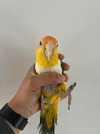 Caïques tête orange, Animaux & Accessoires, Oiseaux | Perruches & Perroquets, Perroquet, Femelle, Parleur