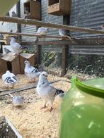 KWALITEIT ITALIAANSE MEEUWEN NU 20 EURO/KOPPEL, Dieren en Toebehoren, Vogels | Duiven, Meerdere dieren, Overige soorten