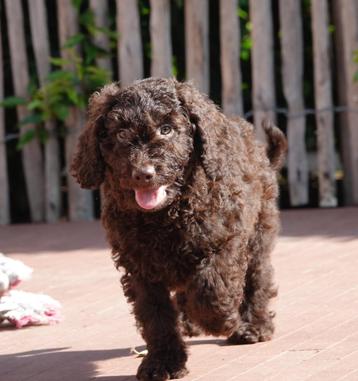 Medium Labradoodle pups beschikbaar voor biedingen