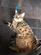 Schattige kat over te nemen ivm vertrek buitenland, Dieren en Toebehoren, Katten en Kittens | Raskatten | Korthaar, Kater, Gechipt