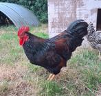 Barnevelder haan, Dieren en Toebehoren, Pluimvee