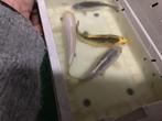 Koi, Dieren en Toebehoren, Vissen | Vijvervissen, Karper of Koi