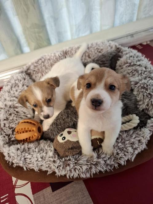 Jack Russel Wit Bruin pups
