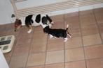 JACK RUSSELL PUPS, Dieren en Toebehoren, België, Fokker | Hobbymatig, Jack Russell Terriër, Reu