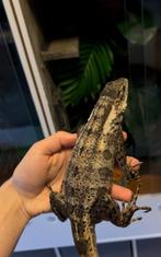 Couple : Ctenosaura Pectinata Piebald, Animaux & Accessoires, Reptiles & Amphibiens, Lézard, 0 à 2 ans