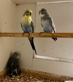 Jonge blackwing grasparkieten, Meerdere dieren, Parkiet, Geringd