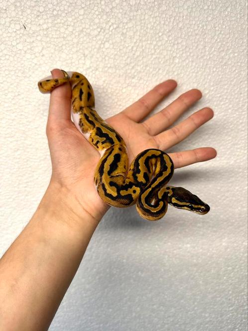 0.1 piebald het axanthic VPI - Python regius, Animaux & Accessoires, Reptiles & Amphibiens