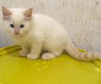 Ragdoll kittens te koop, Dieren en Toebehoren, Gechipt, Meerdere dieren, 0 tot 2 jaar